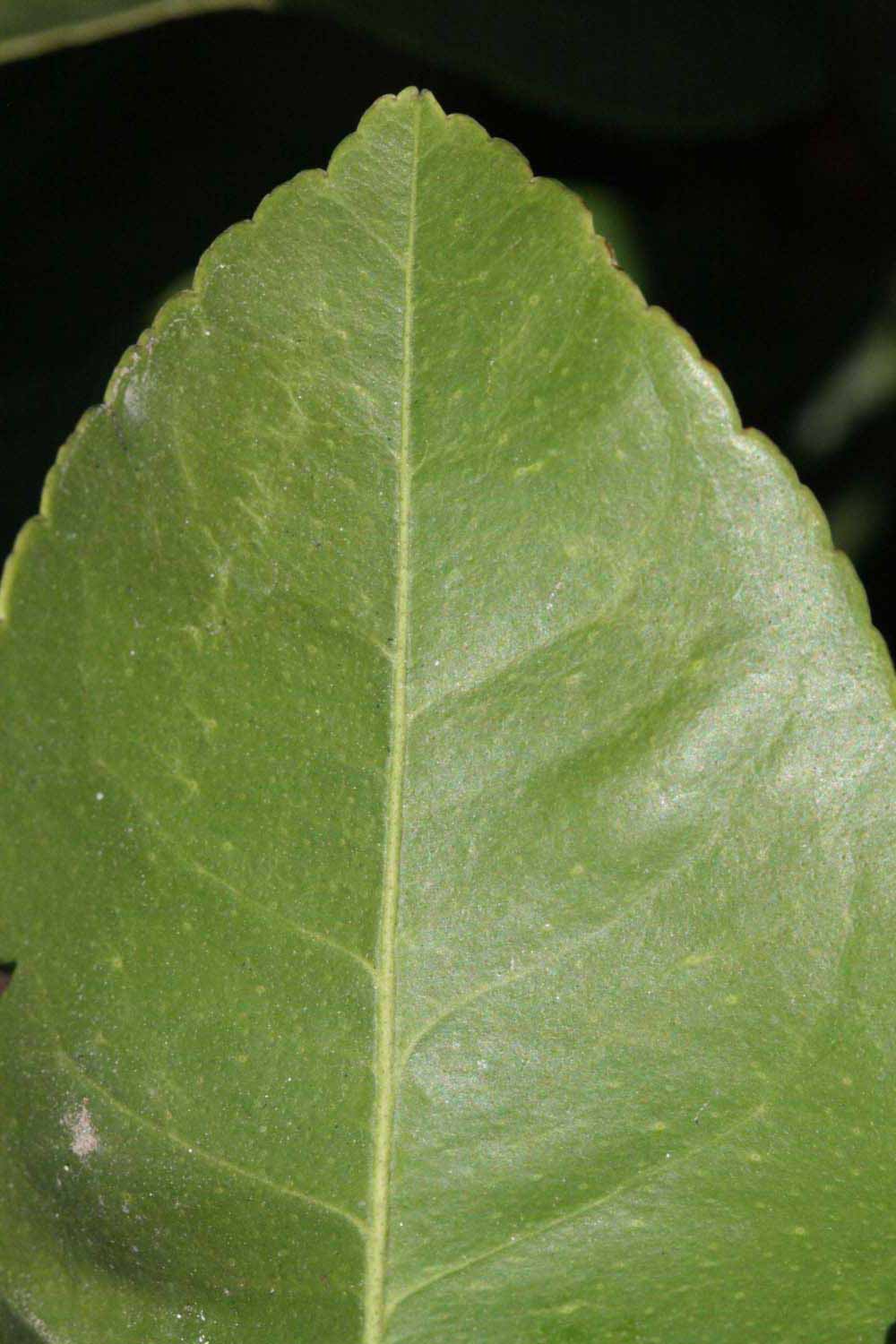              Margin (Riverside, CA)       